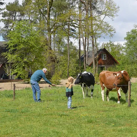 Klein_rondje_koeien_bij_Eureka.webp