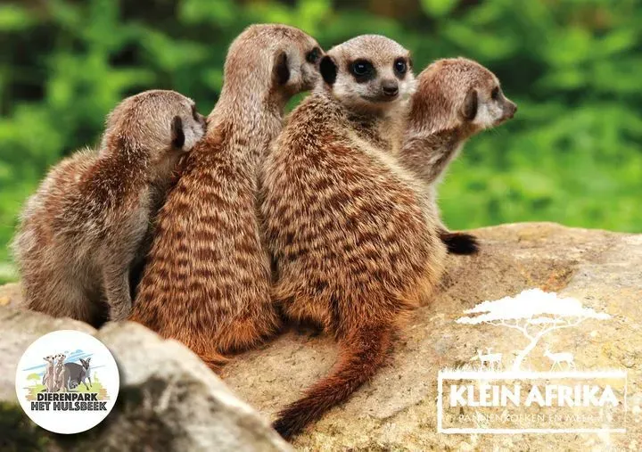 Dierenpark_Hulsbeek.webp