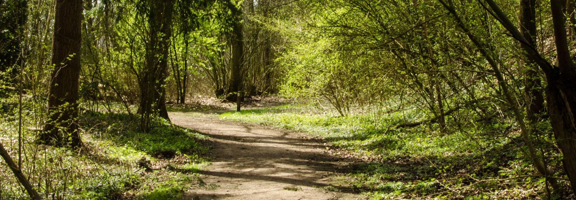 Onverhard fietspad in het bos