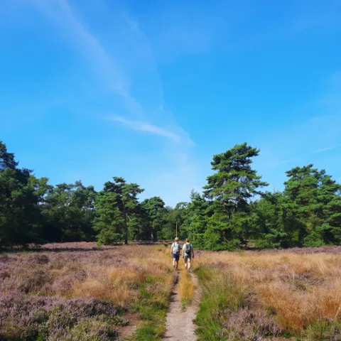Hulsbeek-heide.webp
