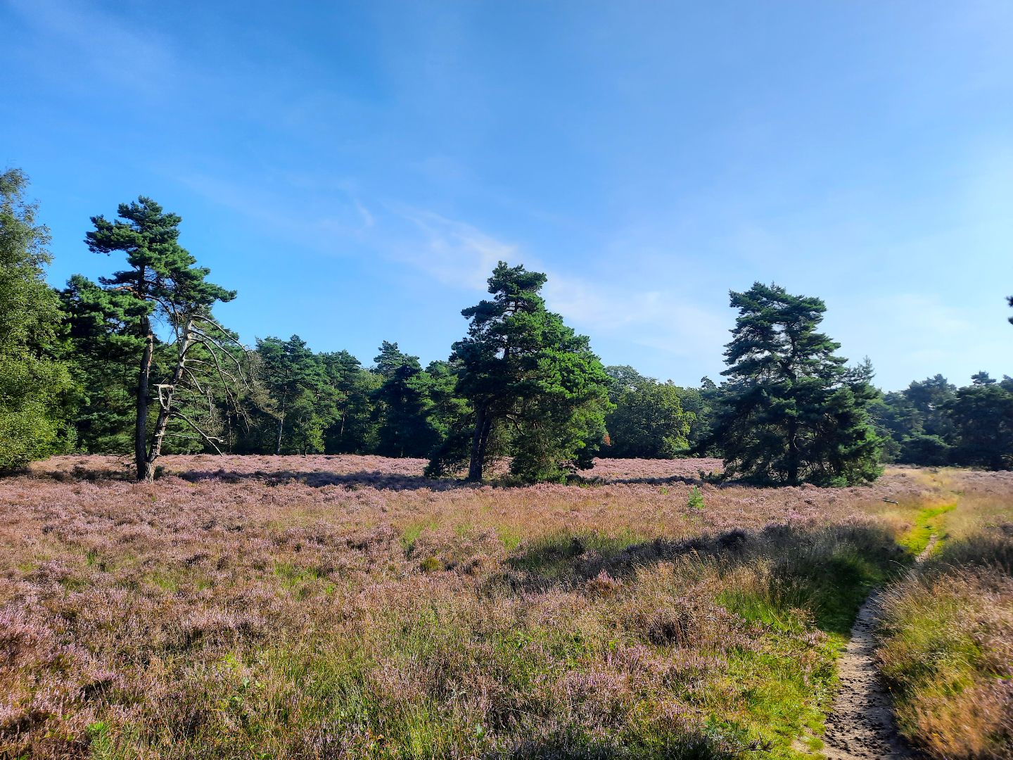 Hulsbeek_heide.jpg