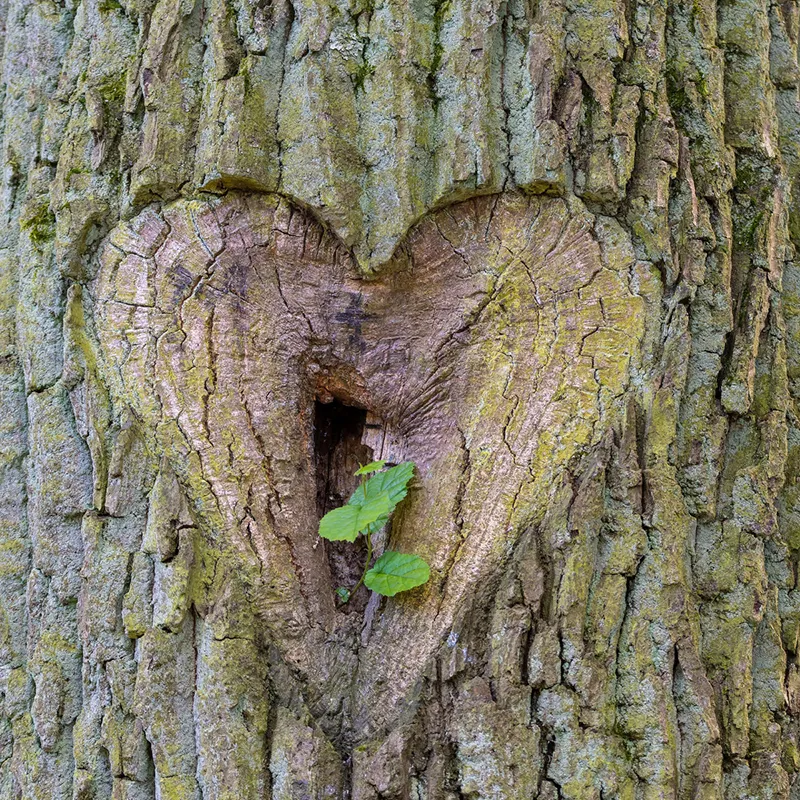 hart-valentijn.webp