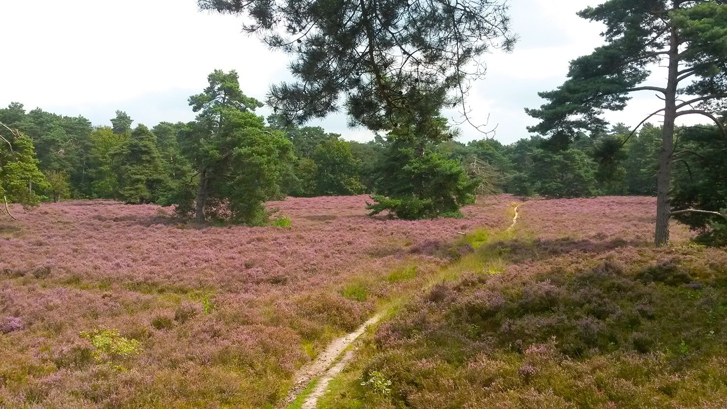 Hulsbeek-heide2.jpg