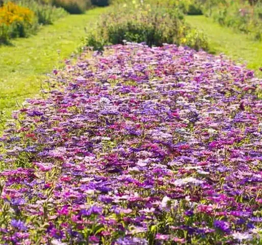 Bloemen plukken in de Twentsche Bloemenpluktuin img