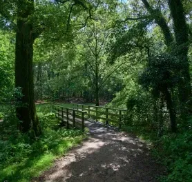 Trees walking route Het Hulsbeek - page image