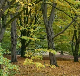Arboretum Poort Bulten - page image