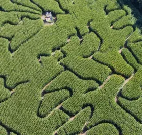 Verdwaal in het maisdoolhof in Fleringen img