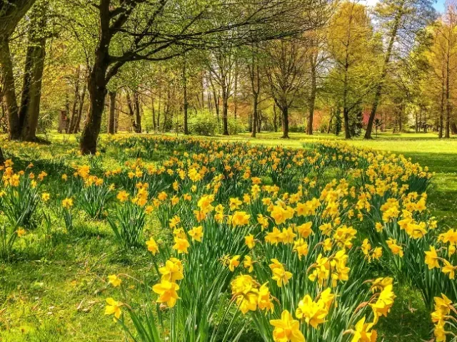 Lentewandeling De Lutte img