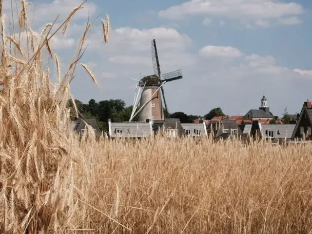 Nostalgische Oogstdag, 22 juli img