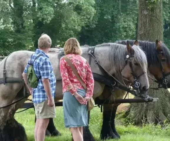 Rondrit met paard en wagen, Springendal img