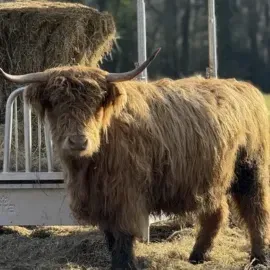 Winterwandeling De Lutte img